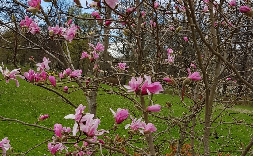 24 750 steg och ett träningspass senare. Och magnolian ser så fin&nbsp;ut.